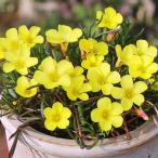 国華園 夏植え球根 オキザリス ゴールドアイランド 10球