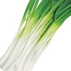  лук-батун рассада . рассада 9 статья futoshi лук-батун ( элемент . рассада ) 50шт.@/ огород . лук порей Kyoto лук порей Kyoto . Kyoto лук-батун 9 статья . 9 статья лук-батун лук порей рассада . рассада .. рассада лук-батун. рассада лук порей. рассада собственный . собственный пара растения 