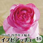 バラ苗 苗木 四季咲き大輪 イブピアッチェ 1株 / バラの苗 薔薇苗 薔薇の苗 HT ハイブリッドティーローズ