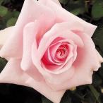 バラ苗 苗木 四季咲き大輪 オードリーヘップバーン 1株 / バラの苗 薔薇苗 薔薇の苗 HT ハイブリッドティーローズ 花木苗