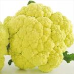 国華園 種 野菜たね カリフラワー F1ブロッコフラワー