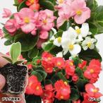 プラグ花苗 ベゴニア トップスピンミックス（花色無選