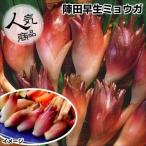 山菜苗 陣田早生ミョウガ 4株