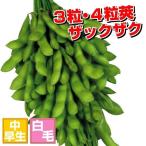 エダマメ 種 野菜たね 神風香PVP（R） 1袋（40ml） マメ 豆 枝豆 かみふうか やさいたね 国華園 こっかえん