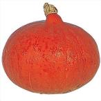 ショッピング皮 種 野菜たね カボチャ 赤皮甘栗南瓜 1袋（5ml） やさいの種 国華園