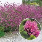 種 花たね 千日紅 ファイヤーワークス 1袋(10粒)