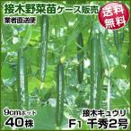  овощи рассада кейс распродажа огурец контактный дерево F1 тысяч превосходящий 2 номер 11 месяц отправка 1 кейс (40 АО входить ) бесплатная доставка /..... овощи. рассада .. торговец прямая поставка рейс 