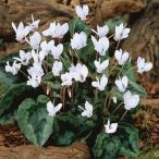 夏植え球根 原種シクラメン ヘデリフォリウム 白花 3球