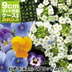ケース花苗ビオラ＆アリッサム24株...