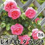 バラ苗 苗木 つるバラ レオナルド ダ ヴィンチ 1株 / バラの苗 薔薇苗 薔薇の苗 CL クライミングローズ 返り咲き