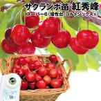 サクランボ 紅秀峰 スーパー6(矮性台/コルトシックスR) 1株 果樹苗 国華園