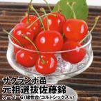 サクランボ 元祖選抜佐藤錦 スーパー6(矮性台/コルトシックスR) 1株 果樹苗 国華園