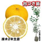 国華園果樹苗カンキツトゲなしユズ台...