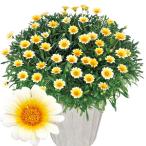 花苗ガザニアビーストカナリアスマイ...