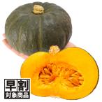 ( скорейший предварительный заказ распродажа ..) вид овощи .. тыква F1 marron 7 1 пакет (10 шарик ) юг . Mini скидка за ранний заказ /26 год весна отправка [ стоимость доставки группа :R50T9]