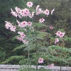  цветок рассада император георгина in peli Alice ( один -слойный ..) 2 АО . покупка 