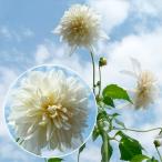 花苗皇帝ダリアホワイトエンジェル1株