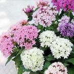 花苗 八重咲ペンタス ライカシリーズおまかせセット(
