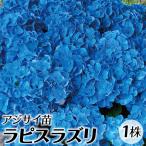 アジサイ 苗 苗木 ラピスラズリ 1株 / 紫陽花 あじさい アジサイの苗木 アジサイの木 庭木 植木 花木苗