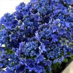 アジサイ 苗 苗木 千代女PVP 1株 / アジサイ苗 アジサイの苗 紫陽花苗 紫陽花の苗 庭木 植木 花木苗
