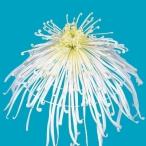 菊苗 大菊 泉郷山津波 1芽