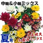 菊苗 夏菊中輪&小輪ミックス(花色見計らい・名称なし) 10株 / 国華園