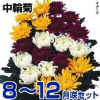 . рассада 8~12 месяц до приятный средний колесо . комплект 15 вид 30 АО ( каждый 2 АО )