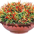 山菜など有用植物苗トウガラシF1旨...
