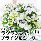 ショッピング苗 アジサイ 苗 苗木 ラグランジア（R) ブライダルシャワー 品種登録出願中 1株 / ハイドランジア 紫陽花 あじさい アジサイの苗木 庭木 植木 花木苗 PW