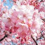 桜 苗 苗木 河津 5株 / 桜苗 桜の苗 サクラ苗 サクラの苗 庭木 植木 花木苗 河津桜 カワヅザクラ