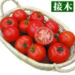 接木野菜苗 中玉トマト 接木F1セレブスイートR 2株