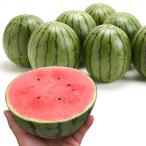  контактный дерево овощи рассада микро si-do арбуз контактный дерево F1 Pinot * девушка R 4 АО запад ........ страна ..