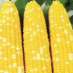  вид овощи .. кукуруза F1 Suite bai цвет 1 пакет (15ml) кукуруза .... вид страна ..