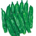 種 野菜たね 強健ししとう 1袋（30粒） 獅子唐 やさい