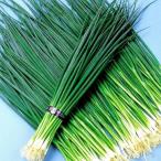 種 野菜たね ネギ 葱大関 1袋（8ml） 葱 やさいの種 