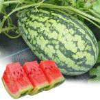 種 野菜たね スイカ F1�