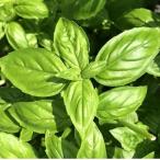  вид овощи .. Uni -k овощи F1 сладкий базилик can pio-ne1 пакет (0.5ml).... вид страна ..