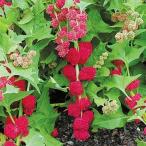  вид овощи .. Uni -k овощи клубника .... похоже 1 пакет (15 шарик ).... вид страна ..