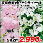 アジサイ 苗 豪華色変わりアジサイセット 2種2株 / 紫陽花 アジサイの苗木 あじさい ハイドランジア 庭木 植木 花木苗