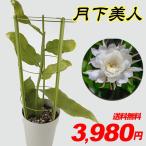 花-商品画像