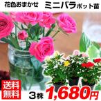 バラ 苗 花色おまかせミニバラ苗 3株(見計らい) 送料無料 花木苗 苗木 薔薇 バラの苗