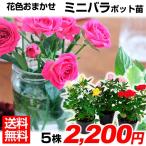 バラ 苗 花色おまかせミニバラ苗 5株(見計らい) 送料無料 花木苗 苗木 薔薇 バラの苗