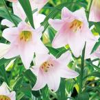 ユリ球根鉄砲ユリマニフィーク20球...