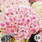 アジサイ 苗 苗木 竜宮 1株 / あじさい紫陽花 アジサイの苗 アジサイの苗木 庭木 植木 花木苗 八重咲き 手まり咲