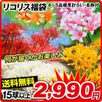 リコリス 球根 福袋 15球以上 (4-5品種見計らい・名称付) 送料無料 リコリスの球根 ヒガンバナ