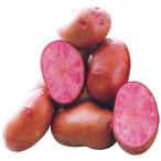 種芋  秋植え じゃがいも ジャガイモ 種芋 ドラゴンレッドR(西海31号PVP) 1kg / 家庭菜園 じゃが芋 ジャガ芋 じゃがいも種芋 ジャガイモ種芋 赤いじゃがいも