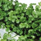 種 野菜たね ハーブ パクチー(コリアンダー) 1袋(3ml) 野菜の種 国華園