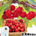 サクランボ 紅秀峰 青葉台 1株 果樹苗 国華園