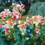 花苗 クリスマスローズ 氷の薔薇Rシリーズ イタリアーノ カルロッタ 1株
