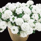 花苗 スーパーベナR ホワイトPVP 2株 PW 花の苗 バーベナ